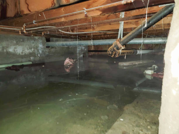 Best Water damage restoration process  in Marshall, MI